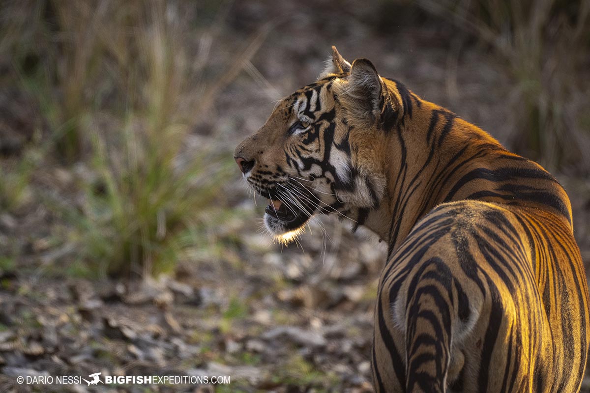 Male Bengal Tiger in Tadoba National Park