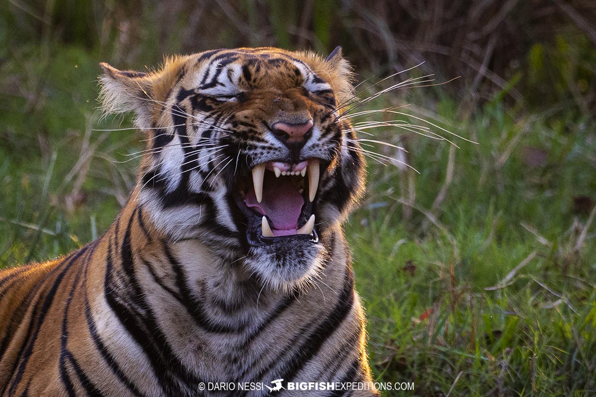 The groups highlight though, was a beautiful encounter at sunset with a handsome male Bengal Tiger called Veer.