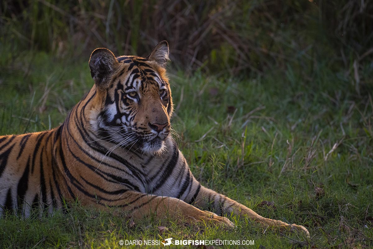 The groups highlight though, was a beautiful encounter at sunset with a handsome male Bengal Tiger called Veer.