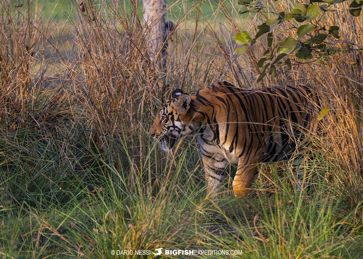 Bengal Tiger called Veer in Tadoba.