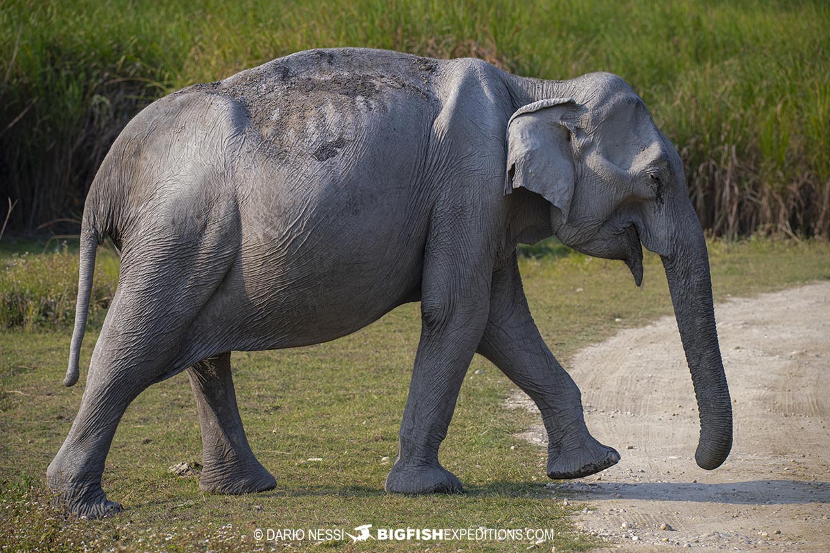 Asiatic elephant in Kaziranga. Tiger Photography Tour.