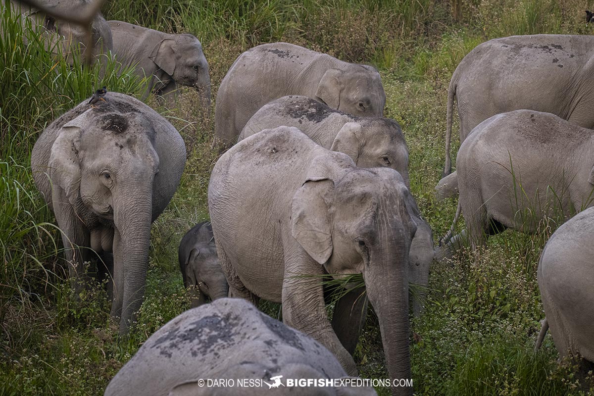 Asiatic elephant herd in Kaziranga. Tiger Photography Tour.