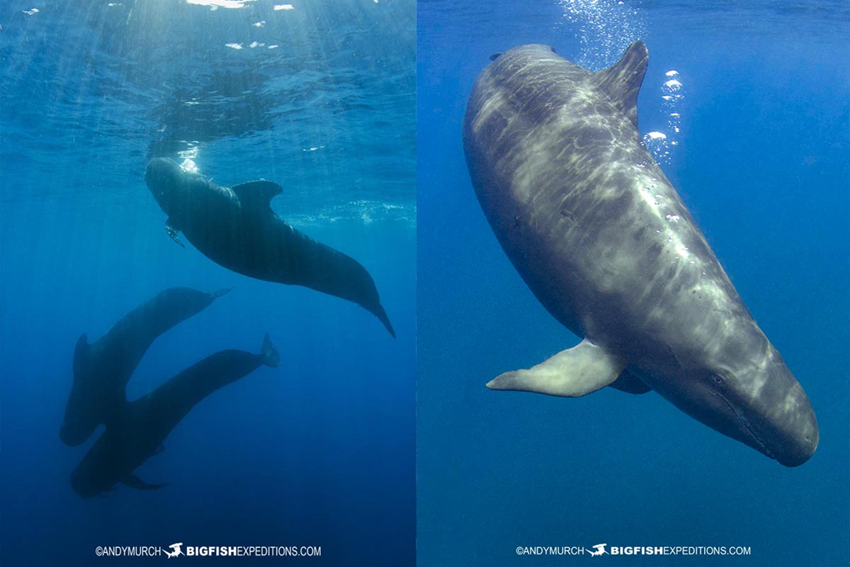 Snorkeling with False Killer Whales and Pilot Whales in Baja.