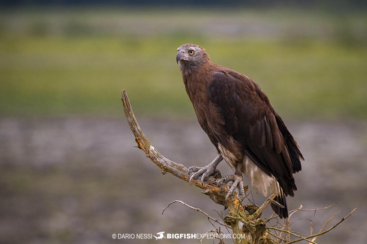 Bird watching and rhino photography tour in Kaziranga National Park, India.