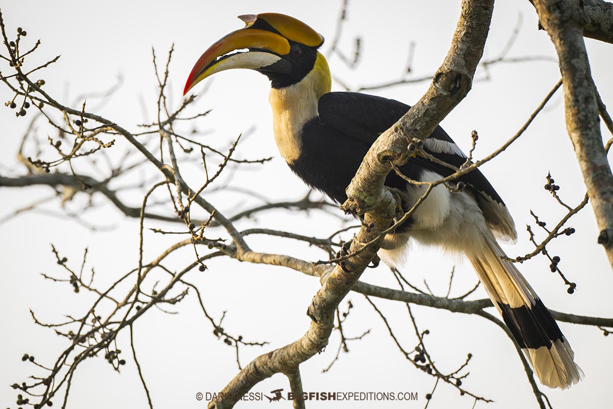 Bird watching and rhino photography tour in Kaziranga National Park, India.