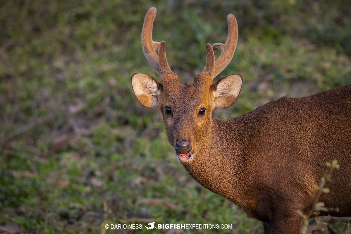 Hog deer in Kaziranga National Park.