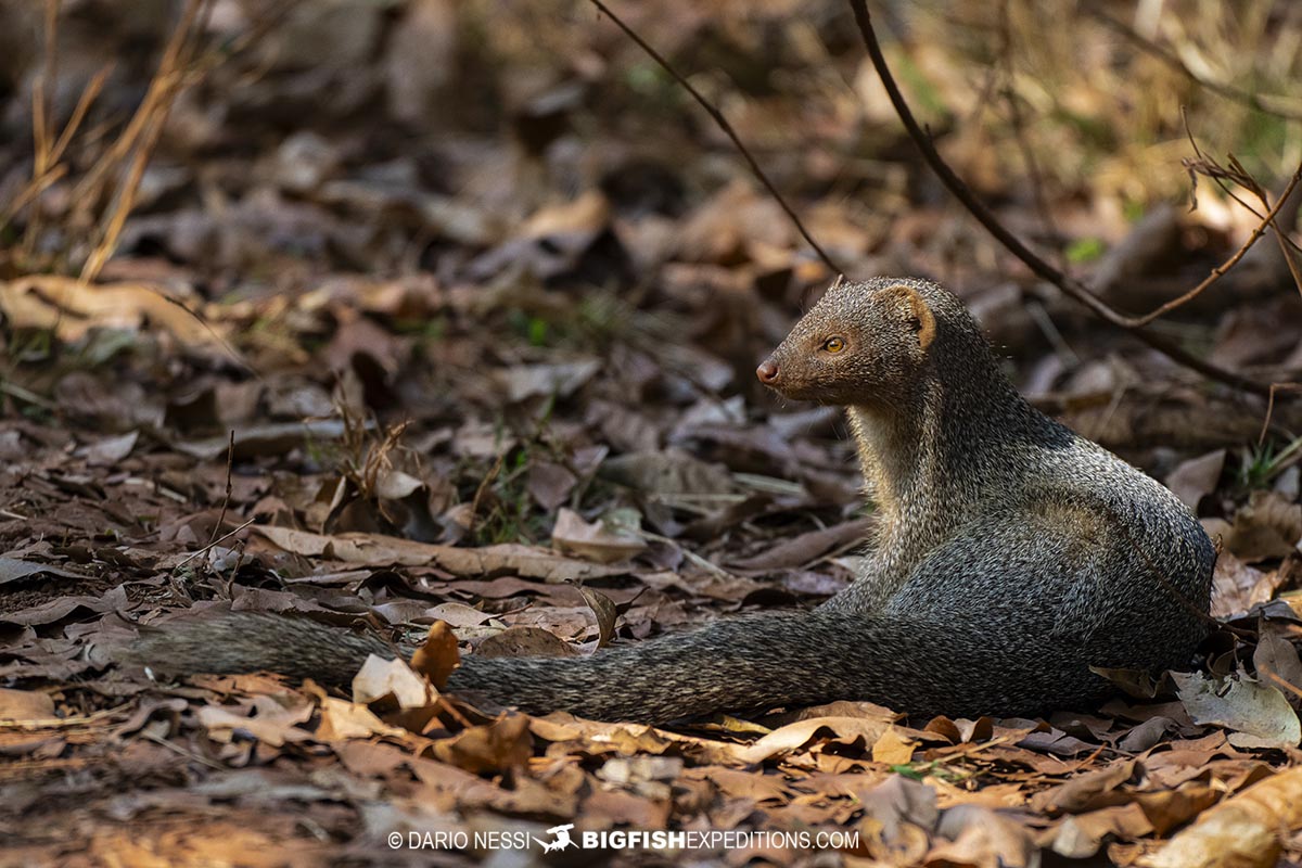 Indian grey mongoose in Tadoba.