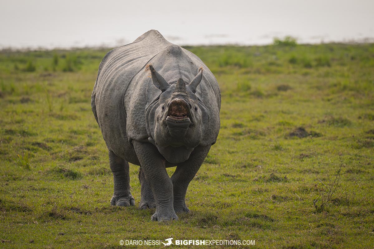 Indian Rhinos in Kaziranga National Park. Tiger Photography Tour.