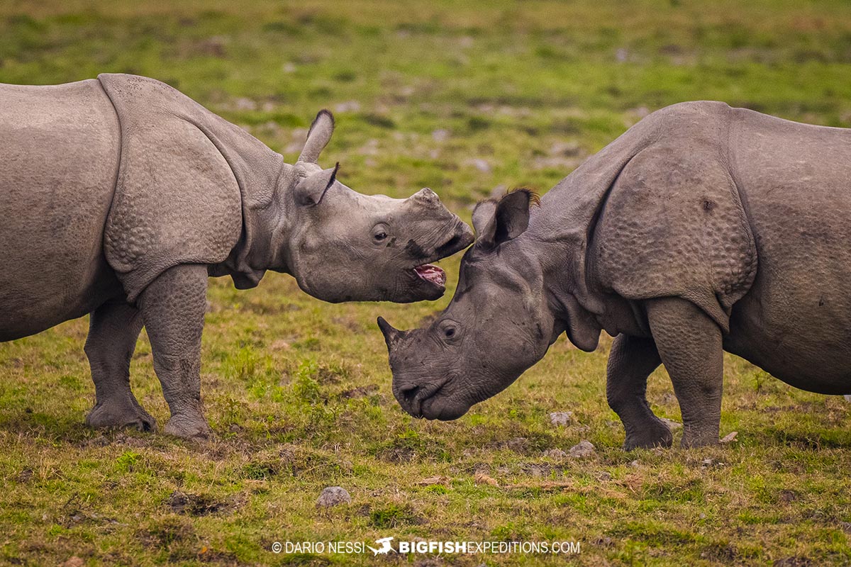 Indian Rhinos in Kaziranga National Park. Tiger Photography Tour.