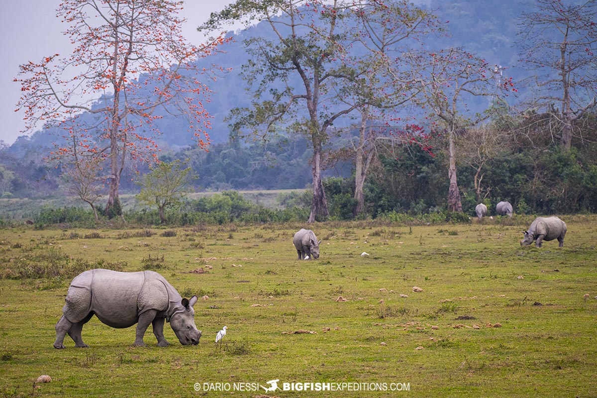 Indian Rhinos in Kaziranga National Park. Tiger Photography Tour.