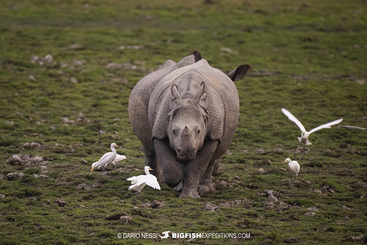 Indian Rhinos in Kaziranga National Park. Tiger Photography Tour.