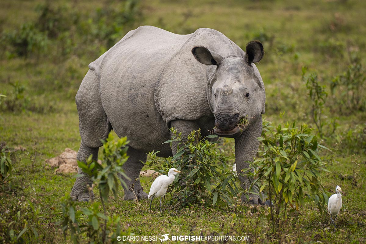 Kaziranga Indian rhino photography tour.