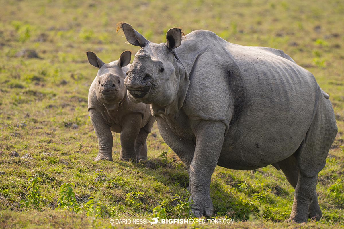 Indian Rhinos in Kaziranga National Park. Tiger Photography Tour.