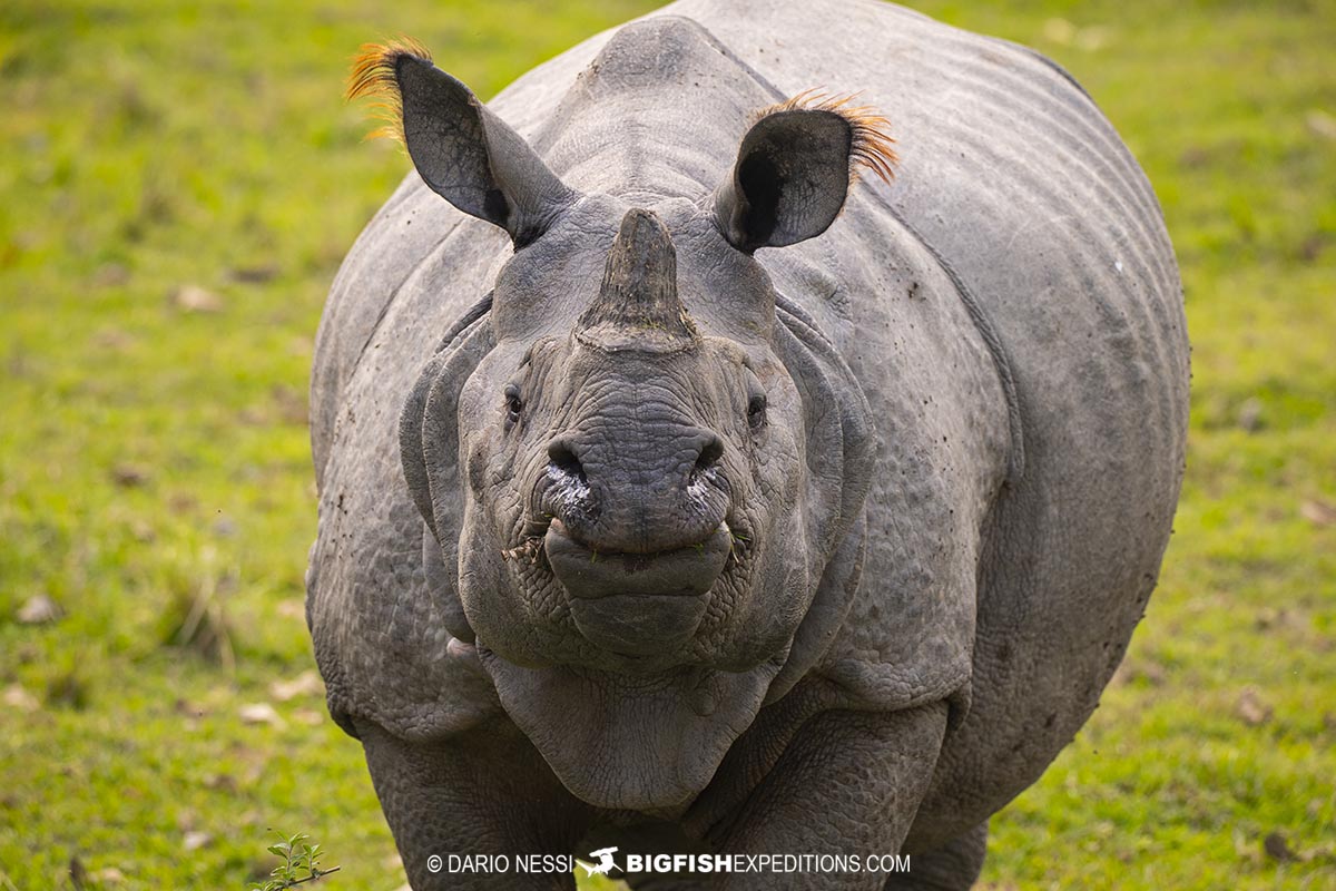 Indian Rhinos in Kaziranga National Park. Tiger Photography Tour.