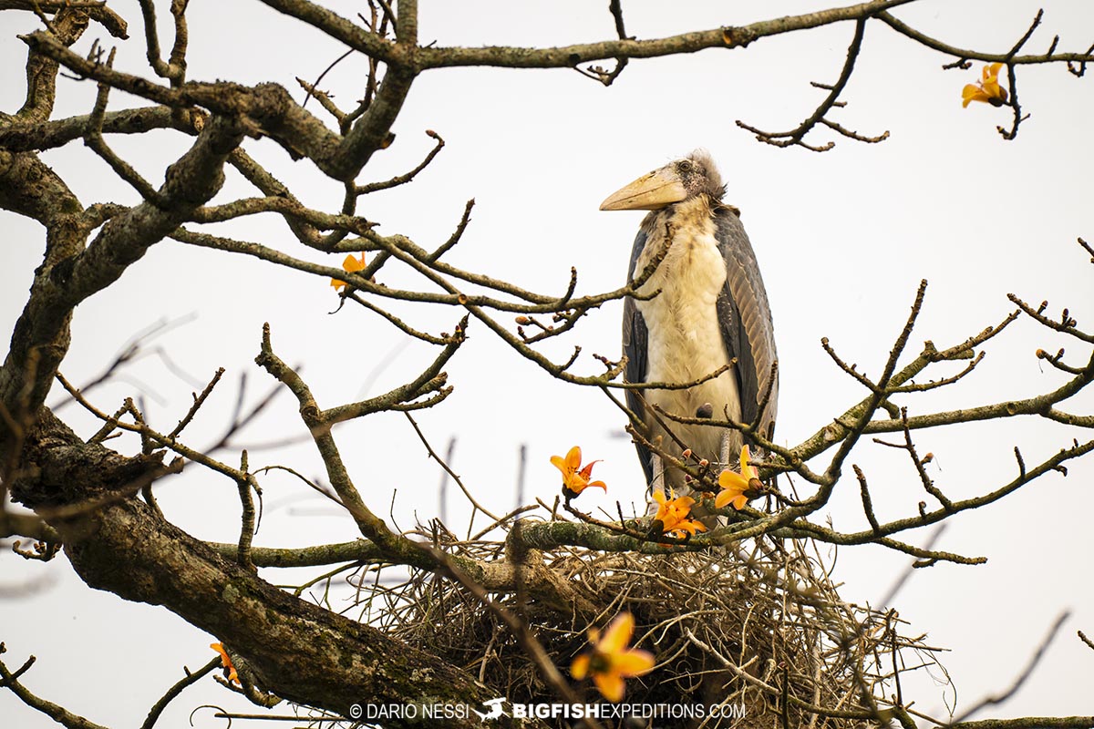 Bird watching and rhino photography tour in Kaziranga National Park, India.