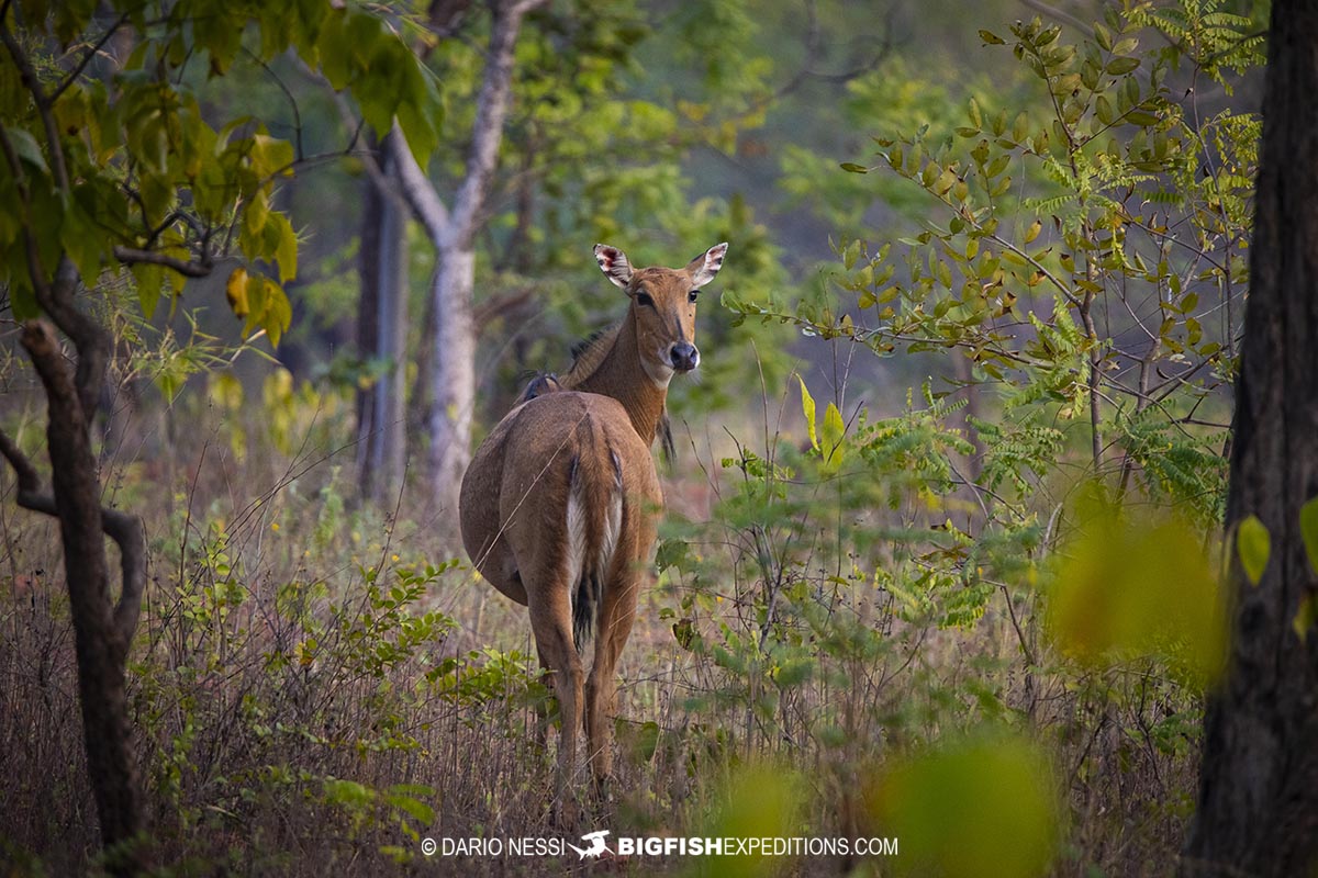 Female nilgai in Tadoba tiger park.