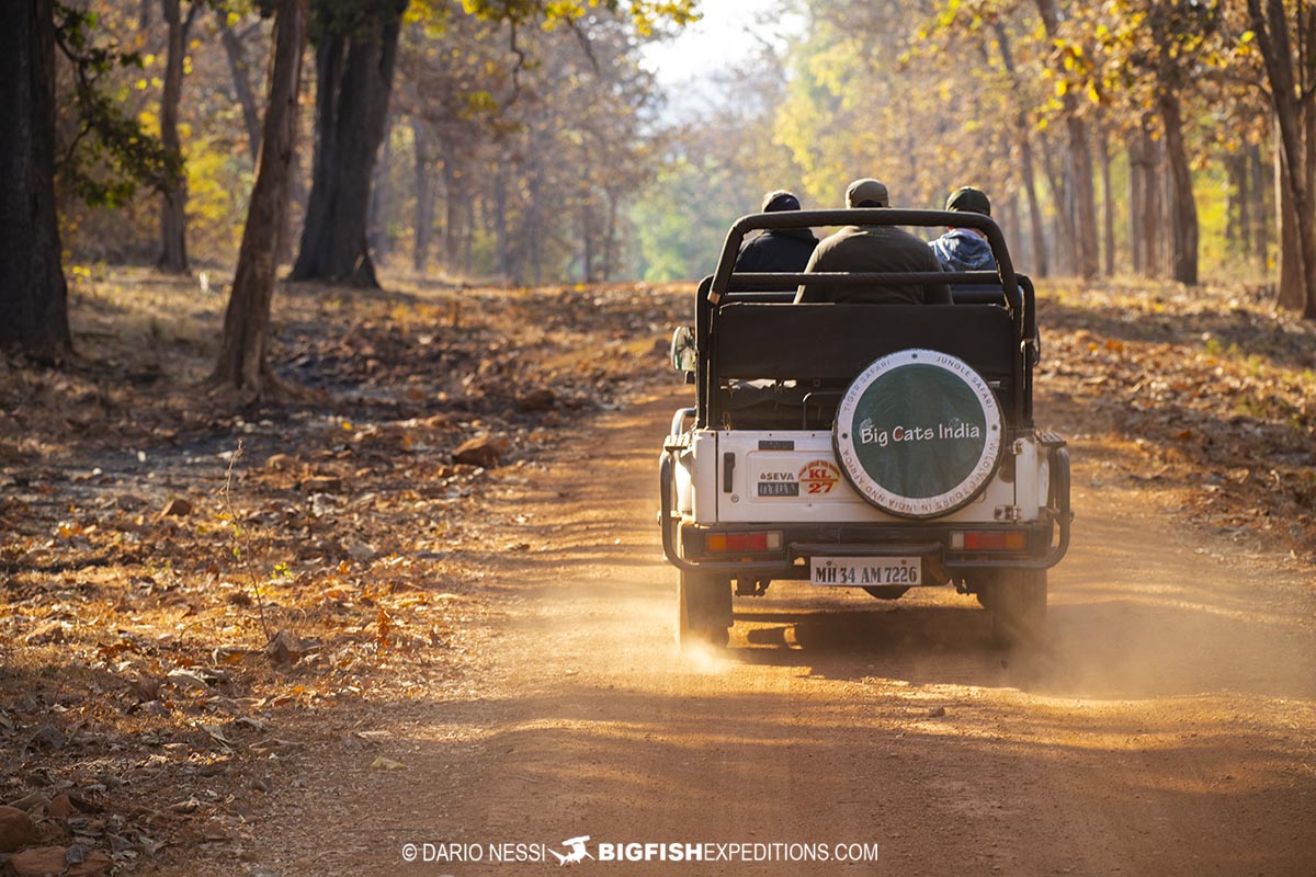 Roads in Tadoba National Park.