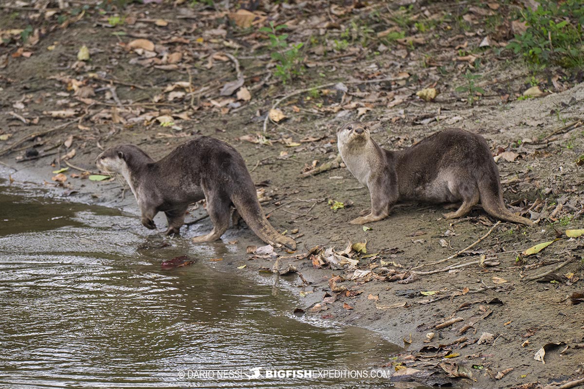 Smooth coated otters in Kaziranga on a rhino tour.