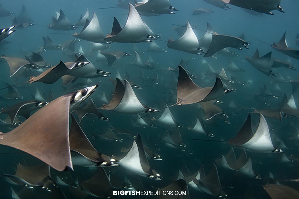 Snorkeling with mobula rays.