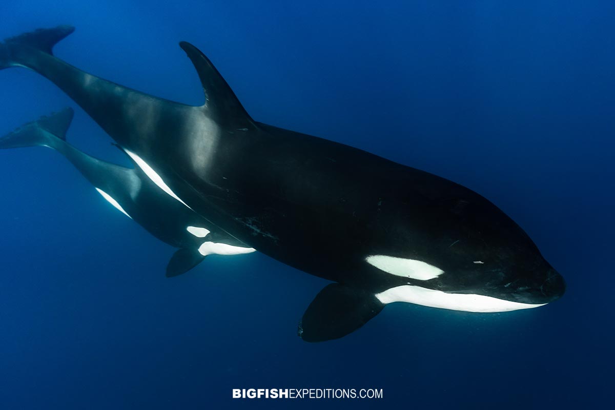 Snorkelling with Orcas.