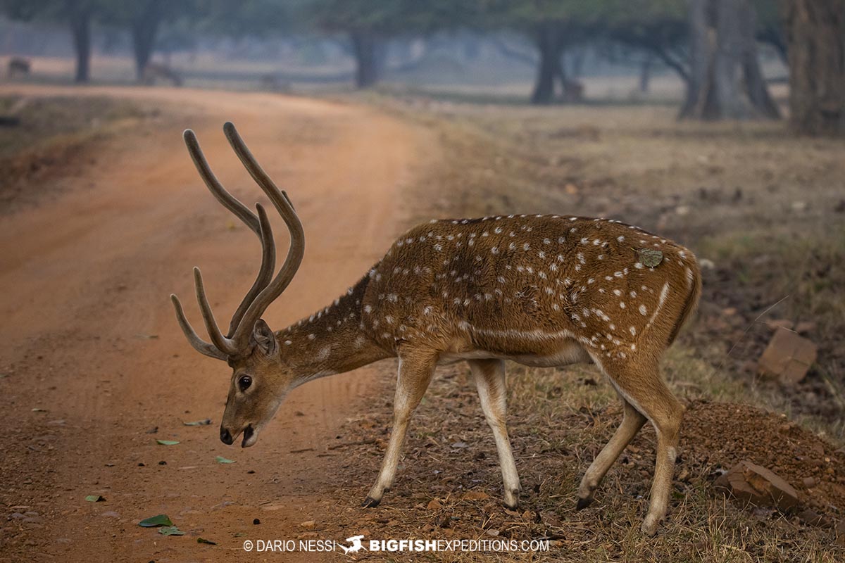 Spotted Deer in Tadoba during a Tiger Photography Tour.