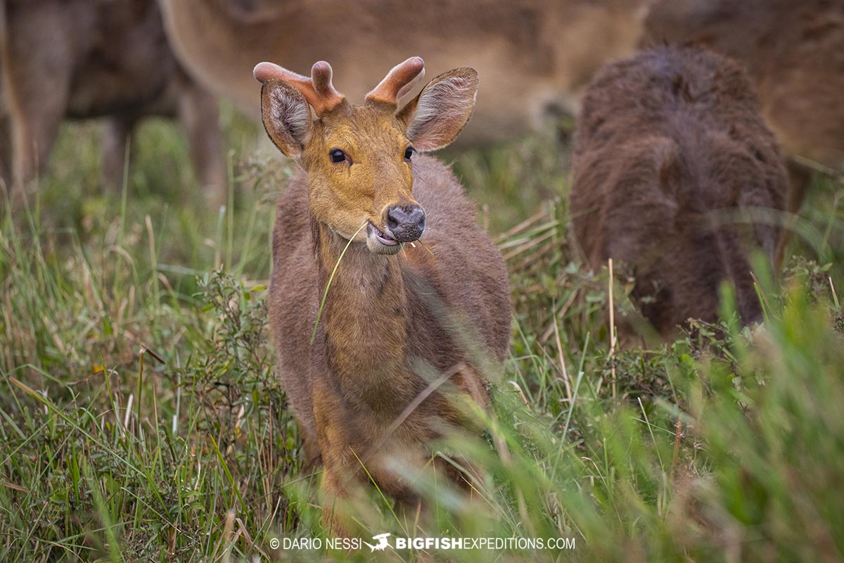 Swamp deer in Kaziranga on a rhino tour.