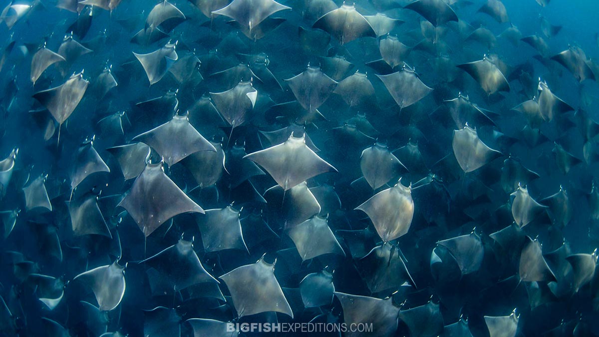 Swim with mobula rays.