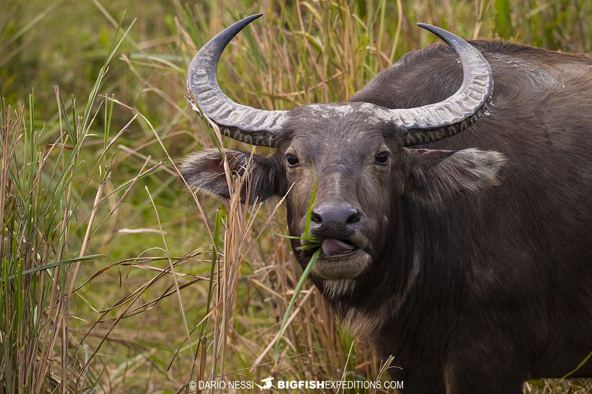 Asiatic water buffalo in Kaziranga National Park.