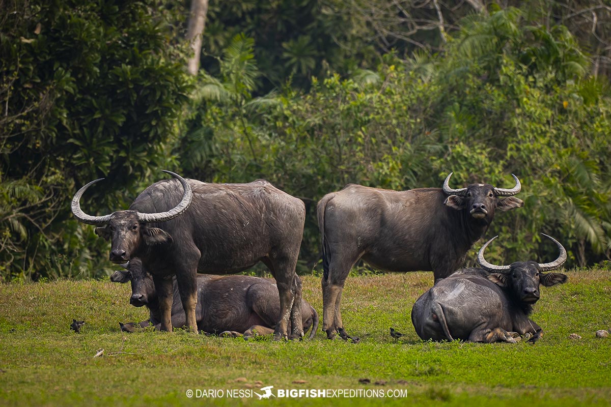 A herd of Asiatic water buffalo in Kaziranga on a rhino tour.