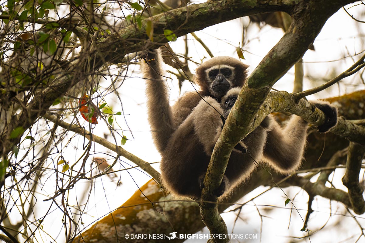 Western Hoolock Gibbon near Kaziranga. Primate photography tour.