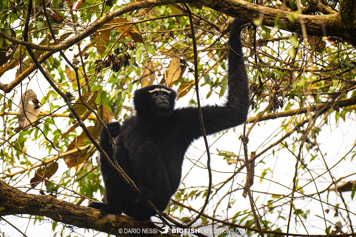 Western Hoolock Gibbon near Kaziranga. Primate photography tour.