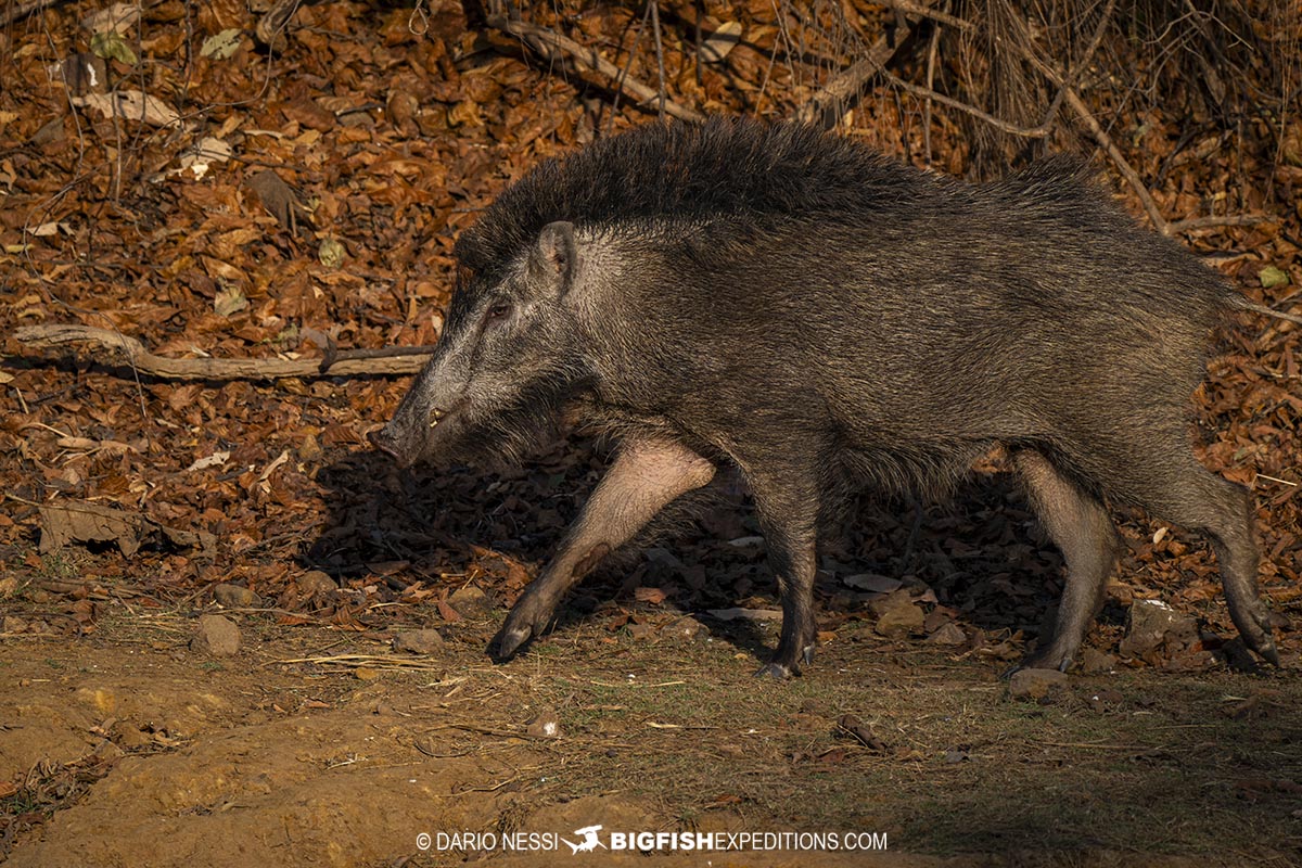 Wild Boar in Tadoba during a Tiger Photography Tour.